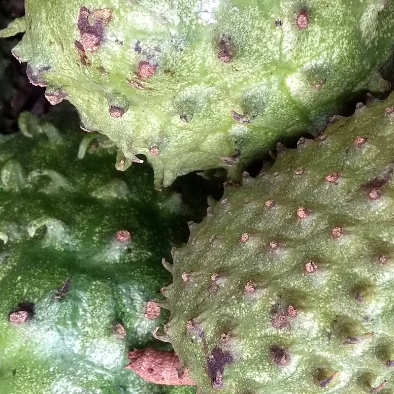 closeup of the soft spiny surface of soursop